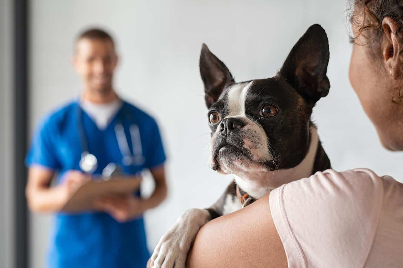 a dog being carried by a person at the vet excessive dog panting in dogs pant dog's breathing dog panting abnormal dog's normal respiratory rate recognize abnormal breathing too much cortisol engaging stomach muscles