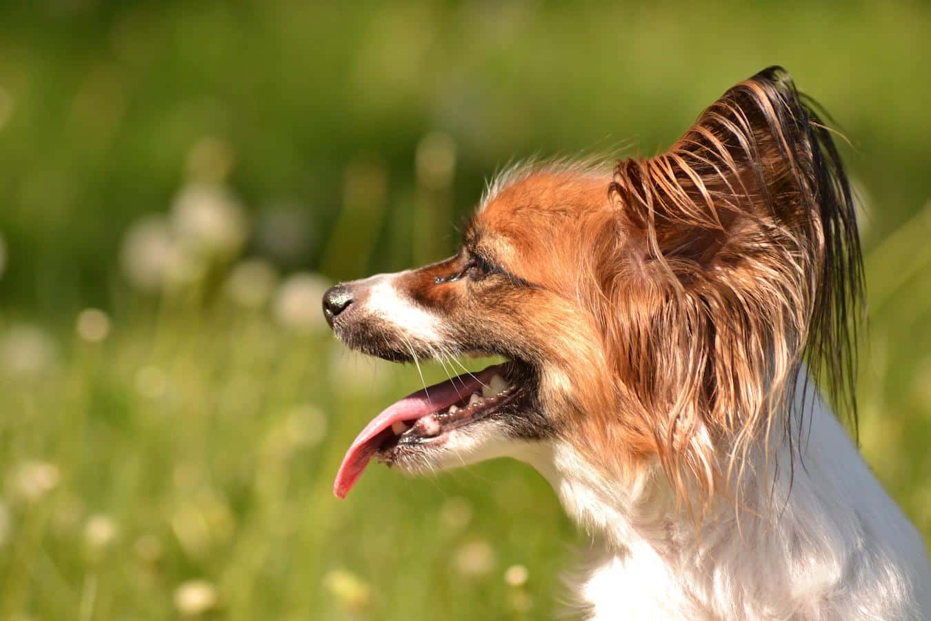 a dog panting outside laryngeal paralysis cushing's disease dog's adrenal glands produce laryngeal paralysis certified dog behaviorist upper respiratory tract developing breathing issues red blood cells constitute medical advice short nosed breeds