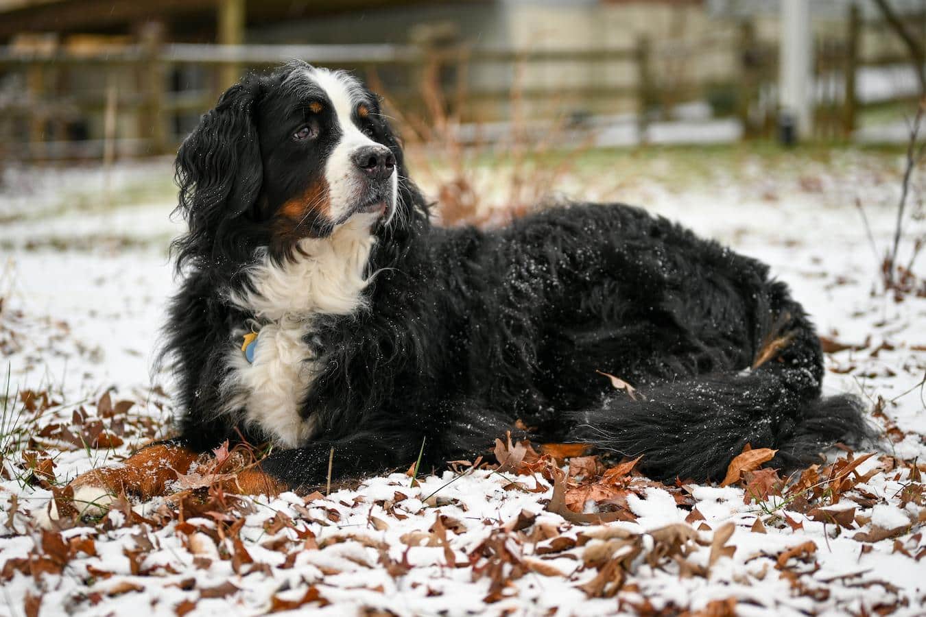 bernese mountain dog sitting in snow de shedding tools fewer baths other dogs bathe a dog owner