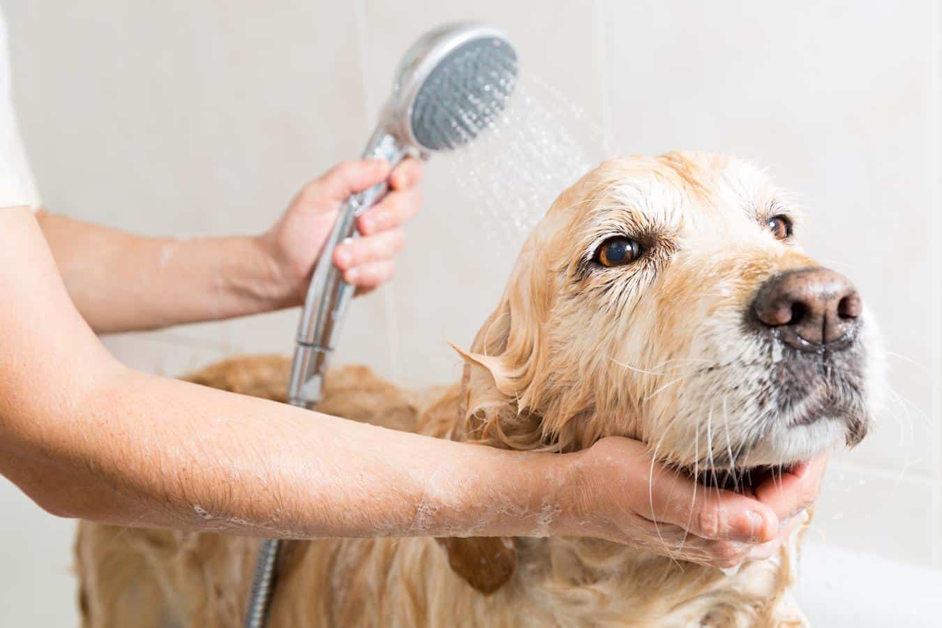 dog being washed in the bath often should you bathe your dog double coated breeds