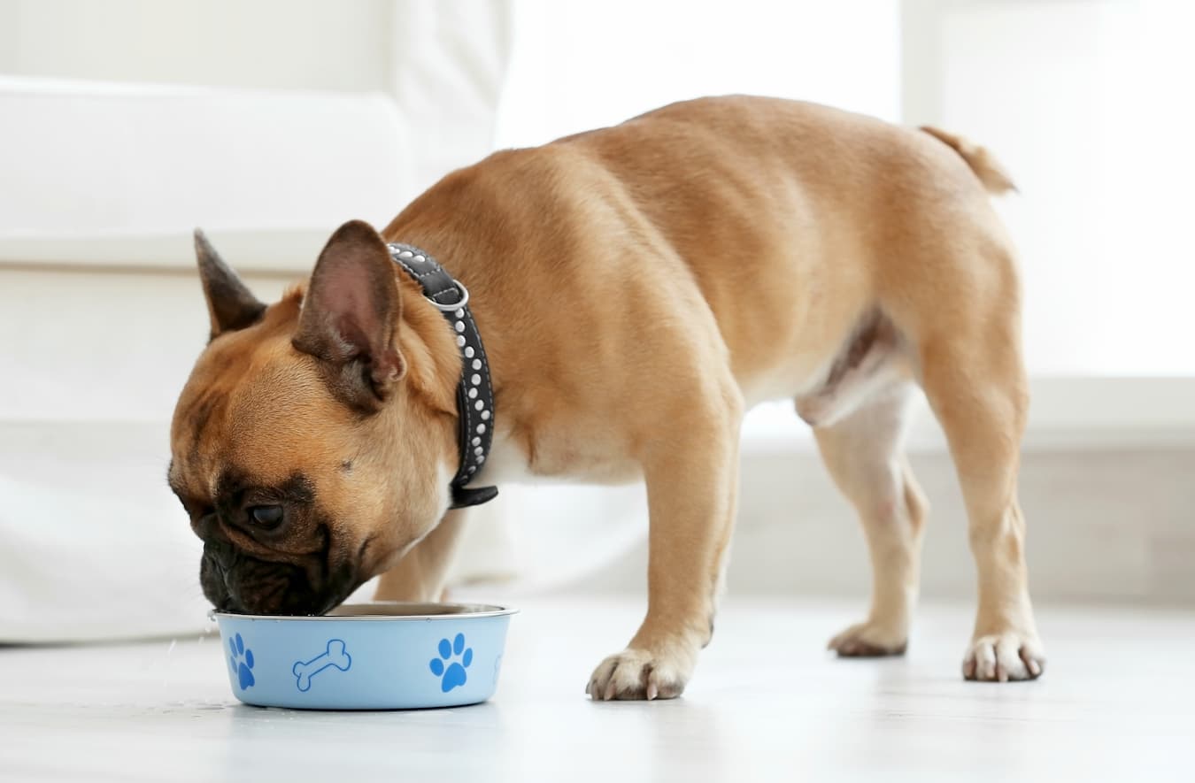 dog eating food from a bowl healthy dogs fabric ingesting toxins pet's symptoms dog's gut health underlying cause dog poop sticky gums other symptoms other symptoms treats eating garbage dog parents