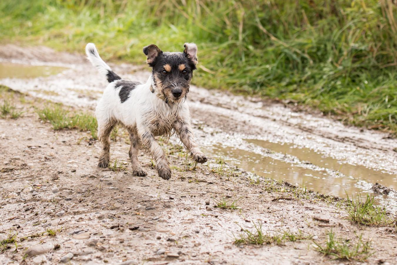 dog running in some mud dog's lifestyle hairless dogs skin as many baths health conditions