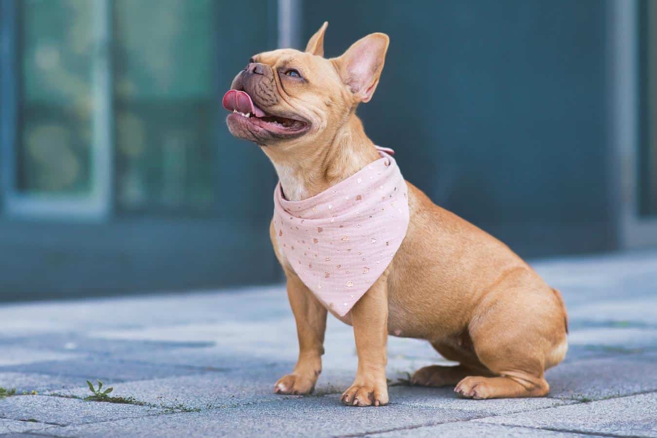 dog with a pink bandana body's tissues increased respiratory effort accurate diagnosis other symptoms flattened ears breathing heavily perfectly normal dog pant rest reluctance oxygen therapy urgent veterinary care normal respiratory rate pot bellied appearance