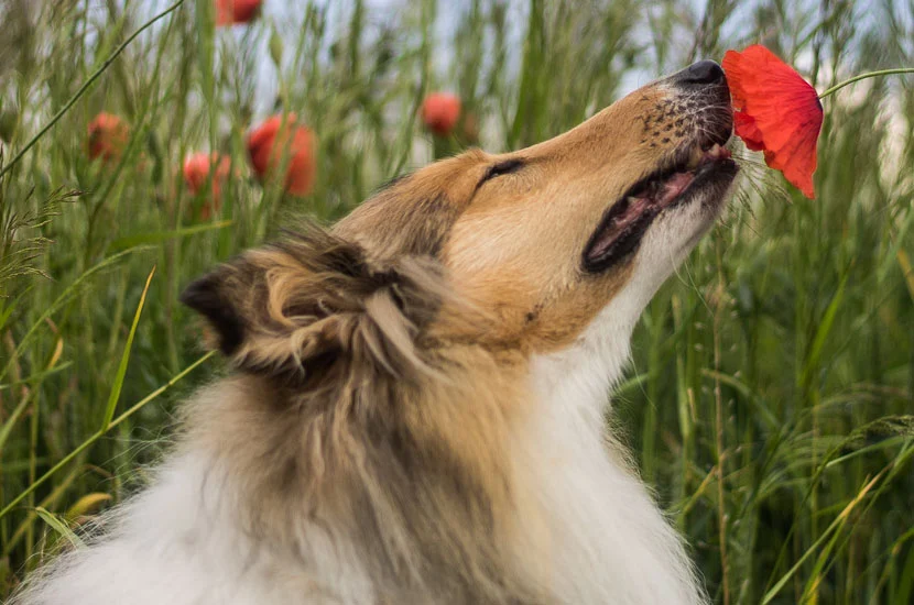 image dog sniffing fresh flowers because the dog poop has been picked up