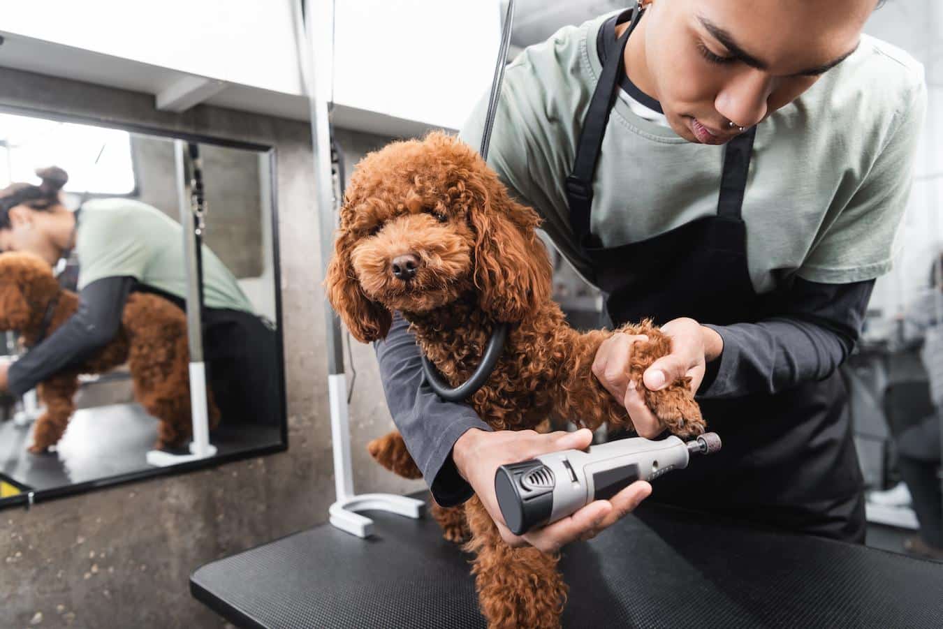 groomer trimming dogs nail dark nails cut only the tip dog's nail trims cut dog nails dog's fur trim your dog's nails essential part close eye thumb slightly treat bleeding forefinger forward