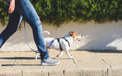Dog Walking 101: How Often Should You Walk Your Dog?