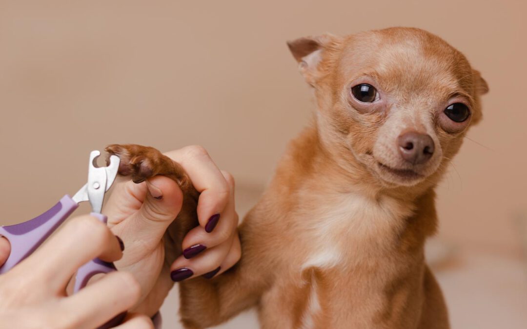 How To Trim Your Dog’s Nails So They Don’t Freak Out