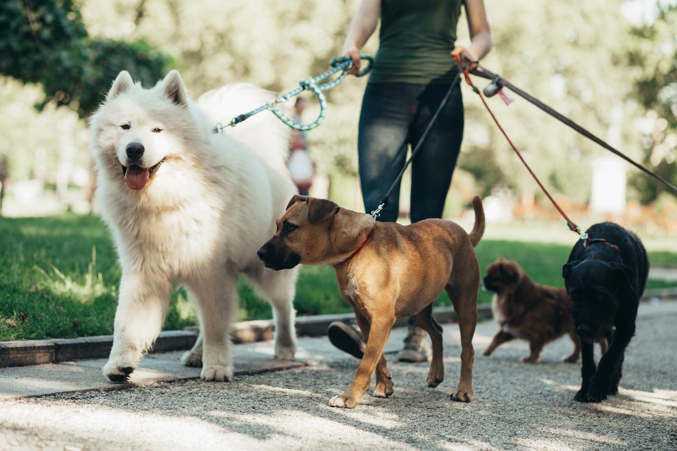 person walking four different dogs many dogs older dogs pet parent pet parents senior dog adult dog dog's walk other dogs younger dogs
