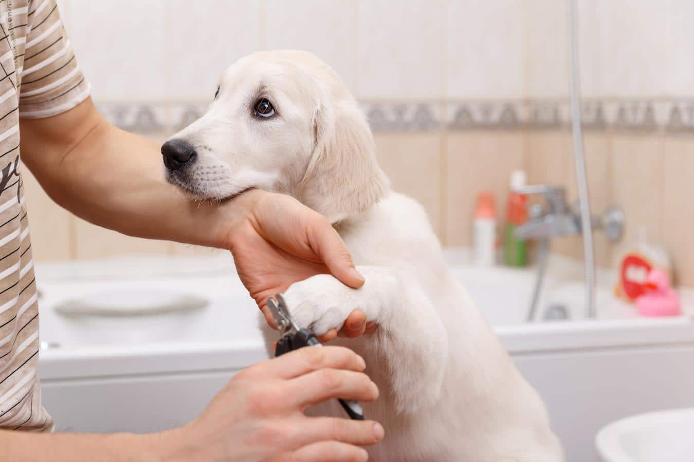 someone clipping dog nails bathed veterinarian dogs veterinarian dirt dogs