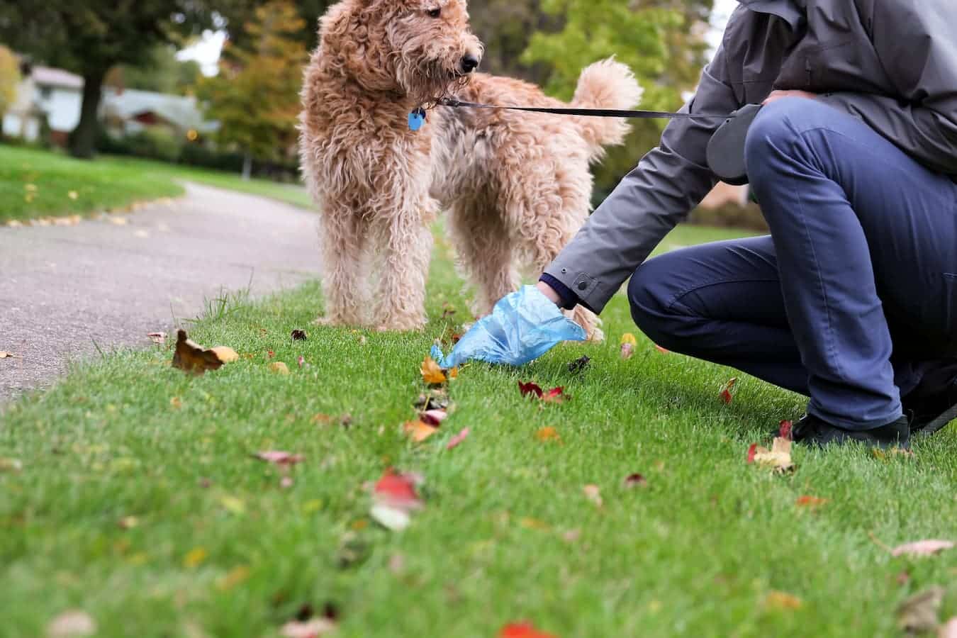 someone picking up dog poop life threatening adult dogs dog experiencing diarrhea poisons viral infections dogs suffering spoiled food ingestion adult dog has diarrhea dog foods dog's diarrhea requires dog's upset tummy health concerns