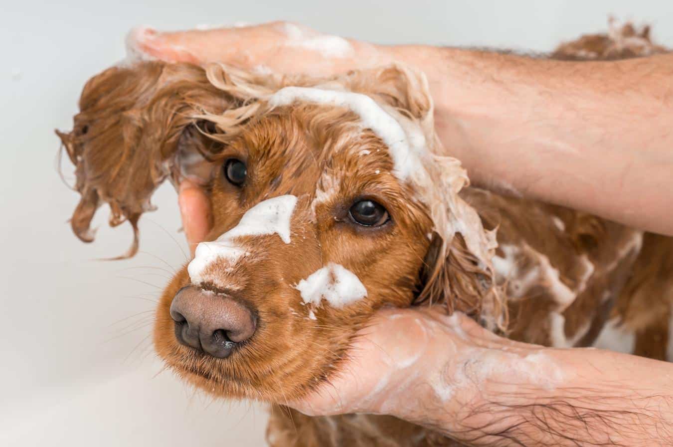 someone washing a dog skin problems health conditions bathing your dog depends
