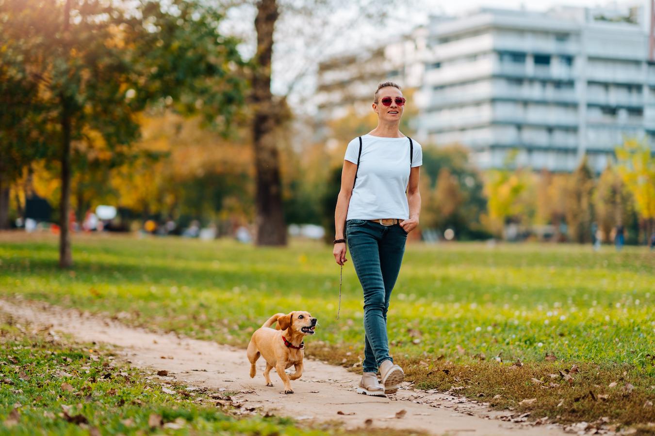 woman walking a small dog in a park often should you walk your dog walk a dog pet second walk good shape long walk health concerns puppy