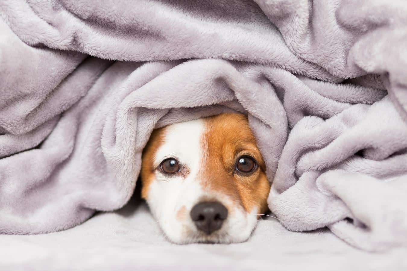 dog cuddled under blankets veterinary medicine pet's behavior normal shaking smaller dogs dog shakes dog's shaking old age chronic condition most common reasons pet dog other toxins pet pet