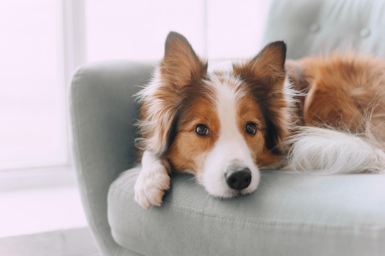 dog laying on the couch pet pet fear veterinarian pet veterinarian pet veterinarian motion sickness dog shivers small dogs develop tremors dog shivering infected dog young dogs veterinarian pet dog pet