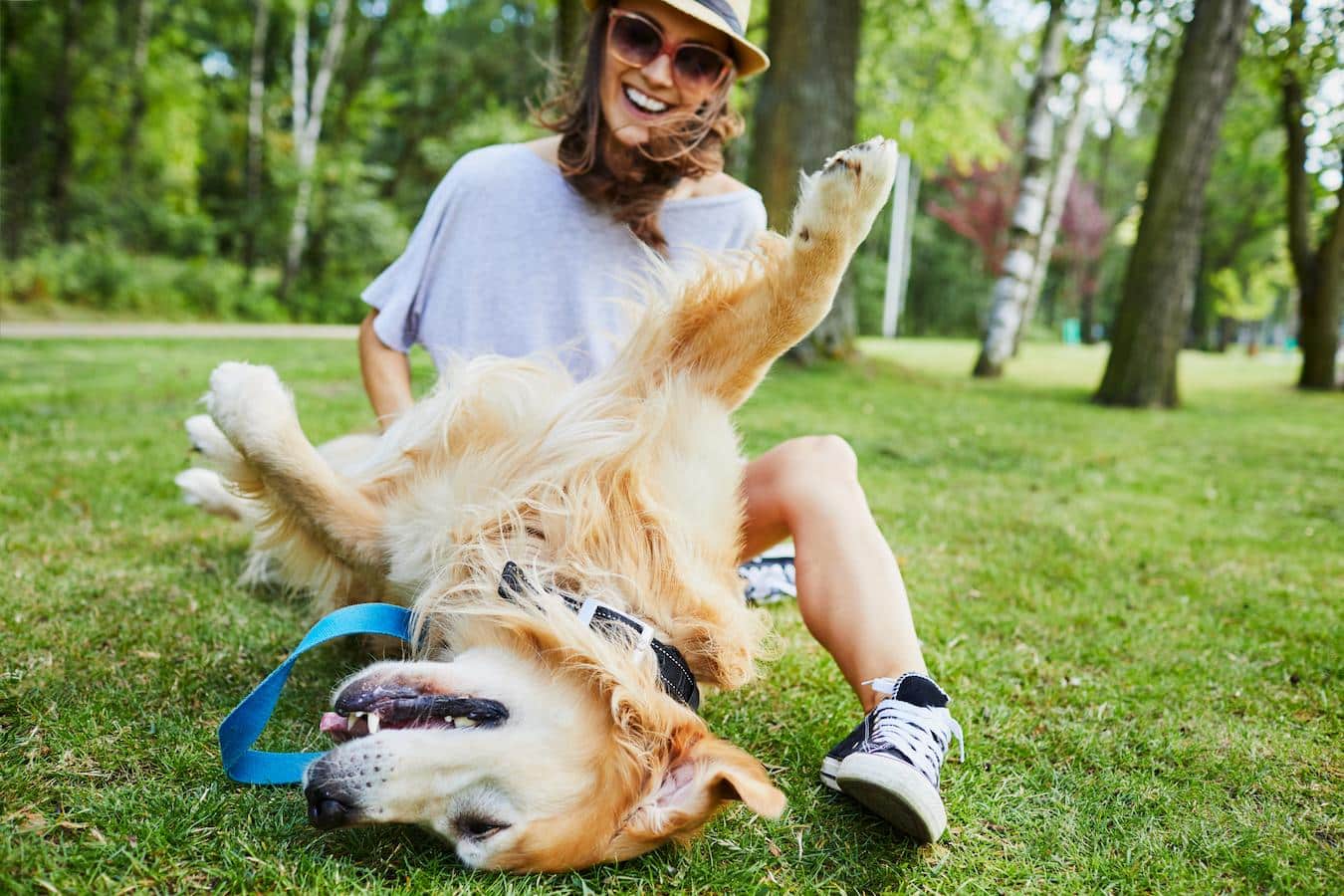 dog playing outside in a park dog's temperature degrees fahrenheit dangerous levels physical traits normal typically indoors house