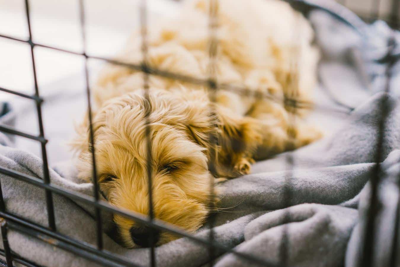 dog sleeping in its crate puppy's nose potty pads puppy puppy puppy potty trained reliably house trained more frequent trips paper train free access