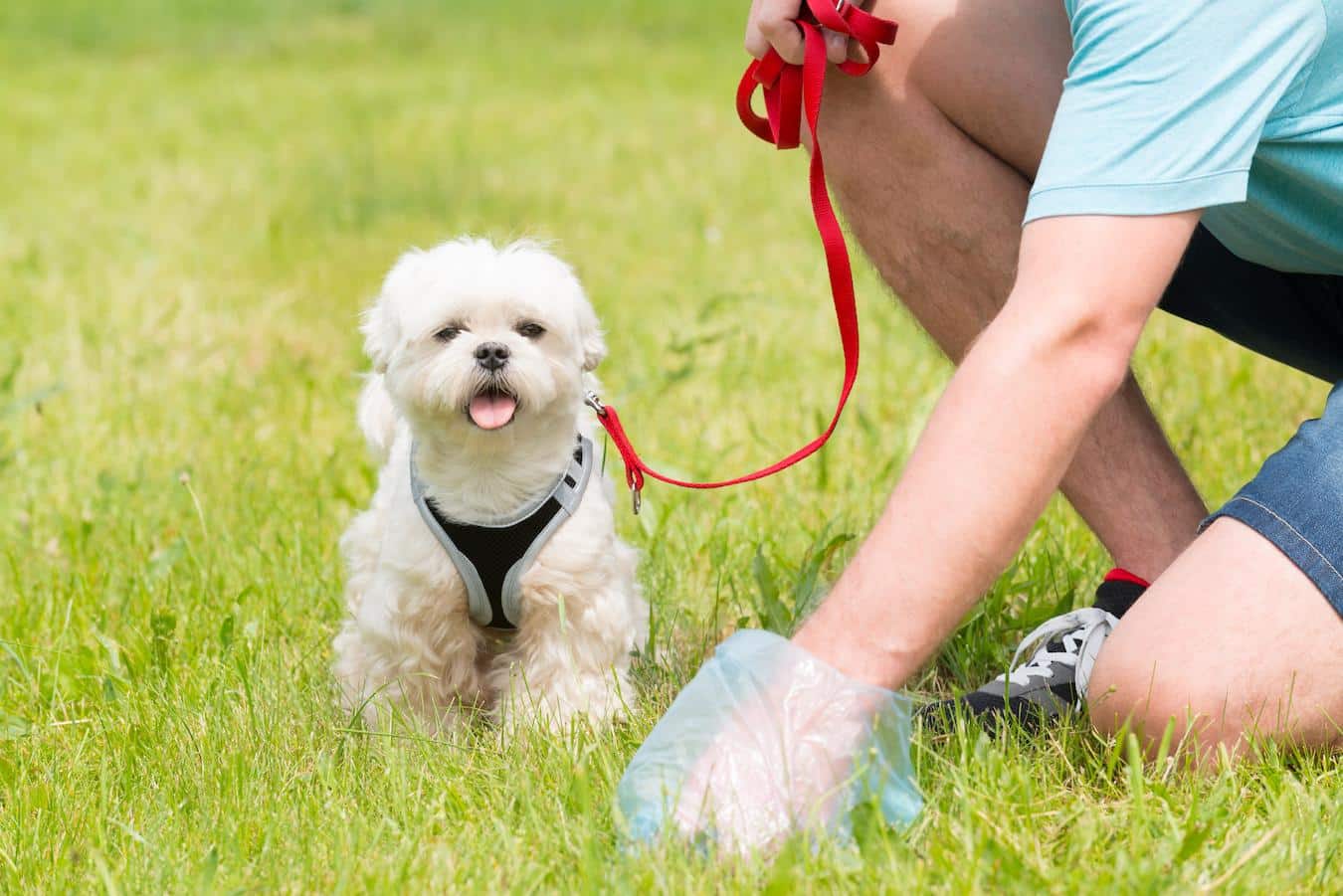 man picking up dog poop play session puppy puppy puppy one corner many puppies regular feeding schedule puppy grows puppy puppy puppy