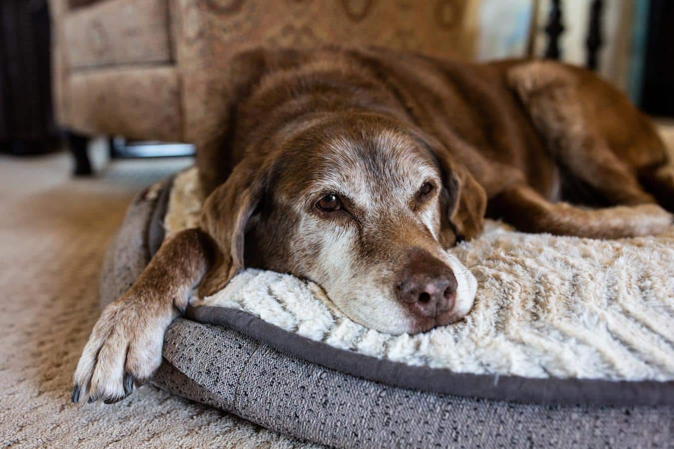 old dog laying in bed human years old your dog old your dog old your dog age calculator old your dog age calculator medium sized dog's life dog ages california san diego school younger dogs pet parents