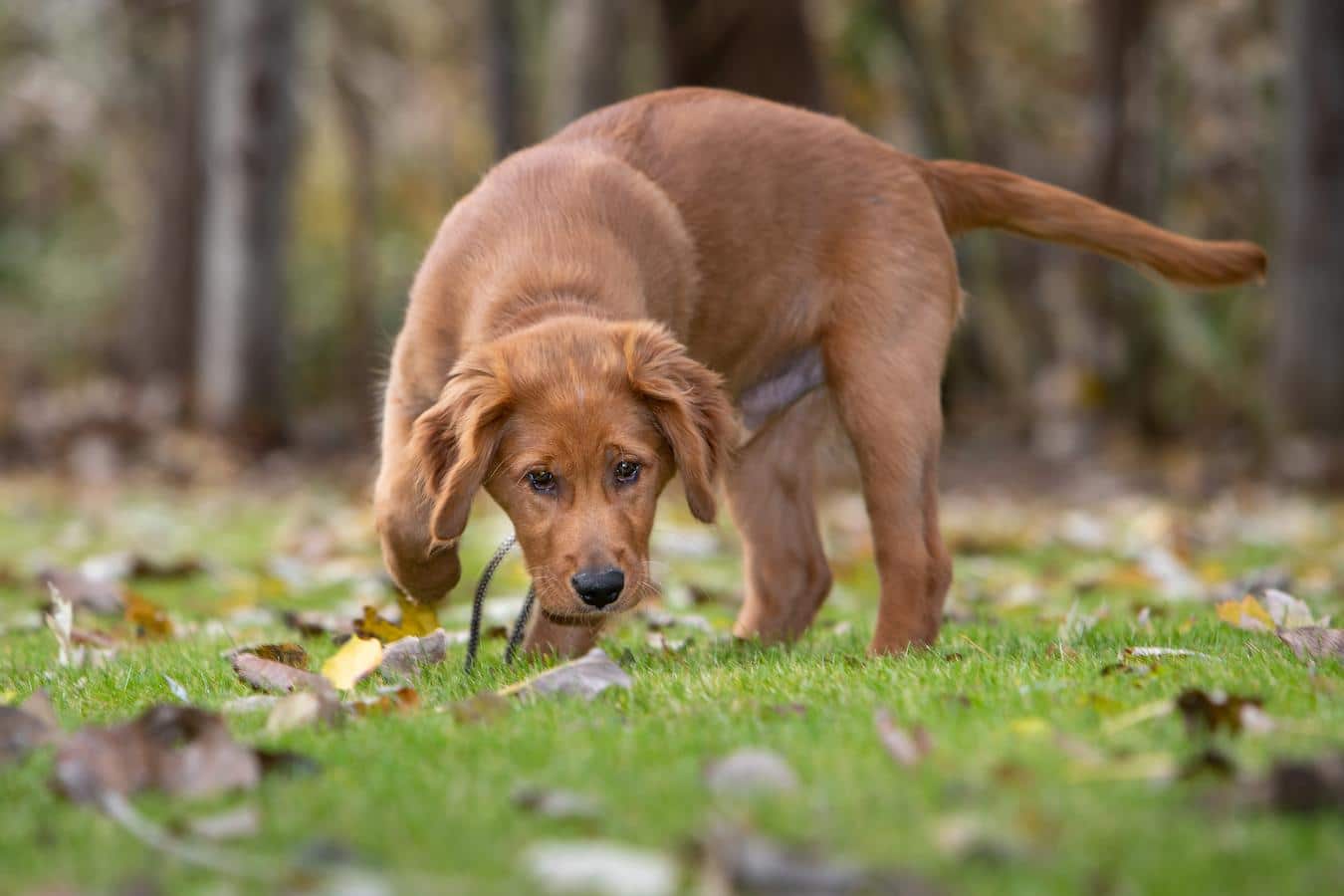 puppy sniffing grass dog's age dog age calculator old your dog age calculator healthy life human age dog years old your dog age calculator dog year equals human age exact age old your dog old your dog human age human years human years human years