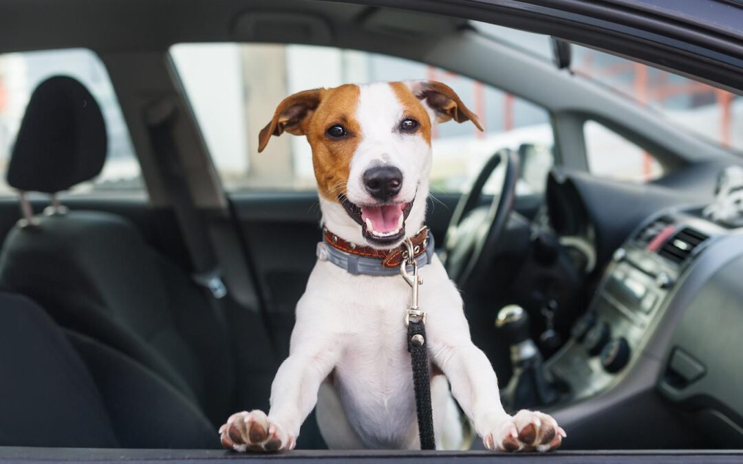 How Hot is Too Hot to Leave a Dog In a Car?