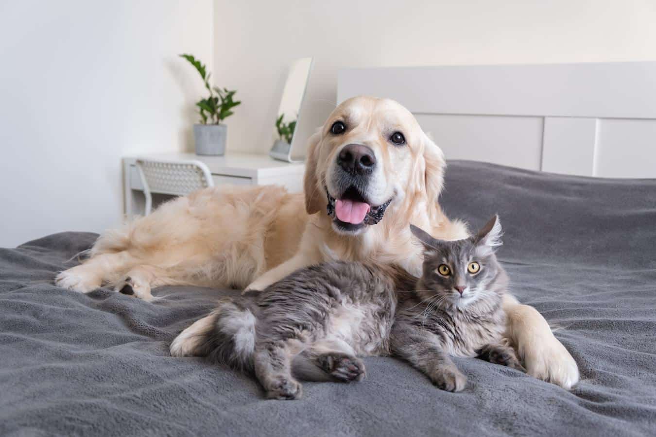 dog and cat on a bed dog dog dog dog eating cat poop cat litter dog eat cat poop eating feces cat poop dogs eating cat poop veterinary medicine veterinarian behavioral causes behavioral reasons