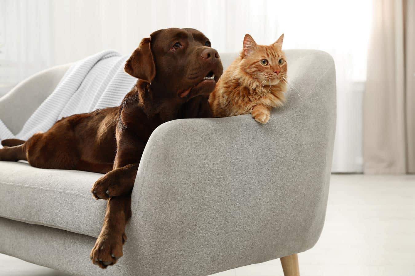 dog and cat on a couch vet sick behavior dog safe dog's mouth dog eating cat litter box dog eats cat's poop food food cats cats cats cat's diet cat litter cat litter cat litter baby gate dog eat dog eat dog