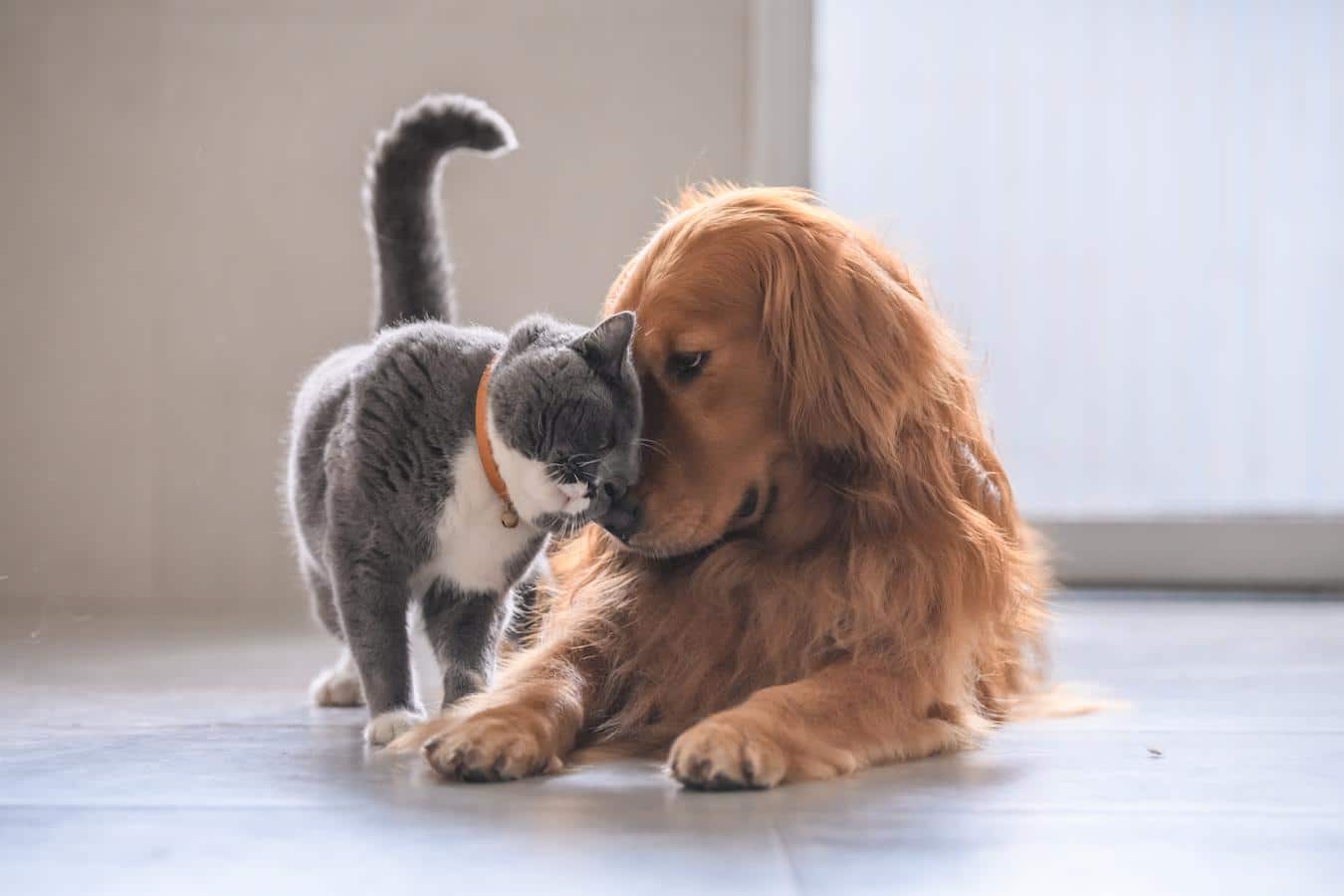 dog and cat snuggling puppy pet health issues last resort clumping litter most dogs natural behavior natural canine behavior dog dog's behavior baby gate many dogs dog from eating cat feces veterinarian puppy vomiting pet pet parasites