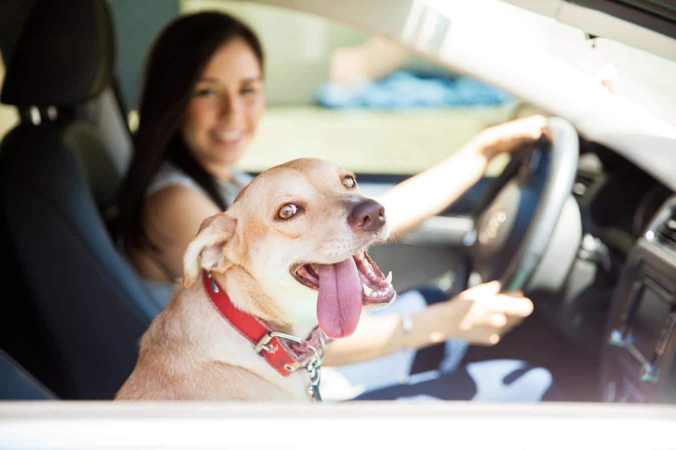 dog and woman in a car separation anxiety dog left car parked certain conditions door risk warm