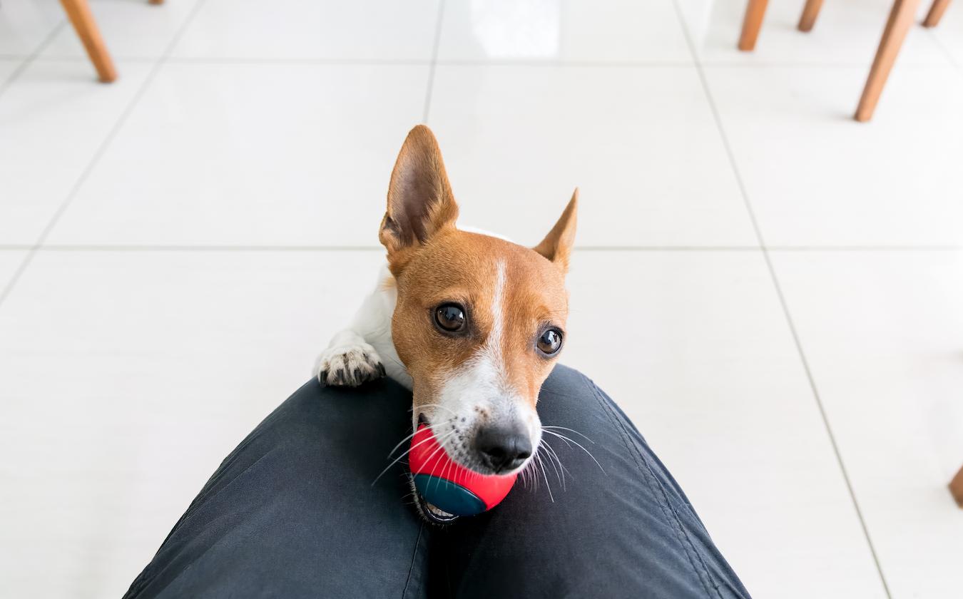 dog holding a ball in his mouth dog's staring behavior pet parents body language eye contact dog staring pet parents body language eye contact dogs watch dog owner dogs love many dog owners