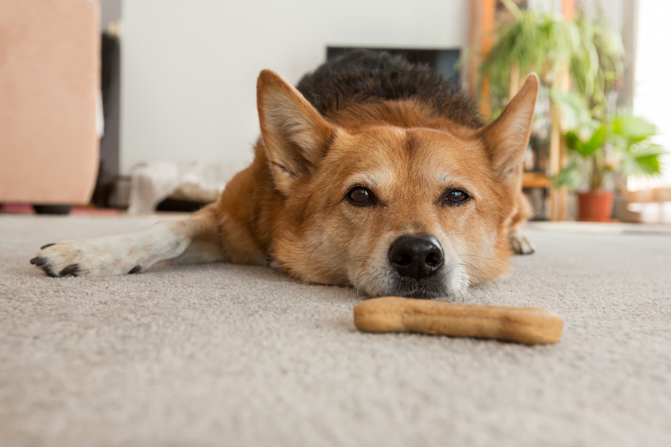 dog laying on the floor loose stools tarry poop dog is pooping bloody poop dog's condition dog's health pet's food young puppy digested blood dog's feces