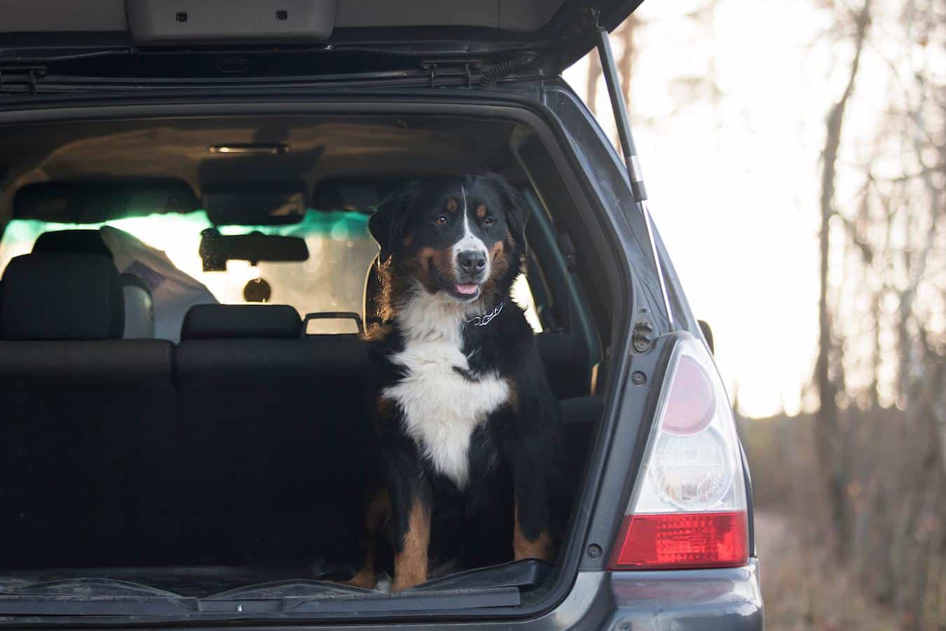 dog sitting in a back of a car leave my dog hour risk pets parking lot dogs dogs dogs