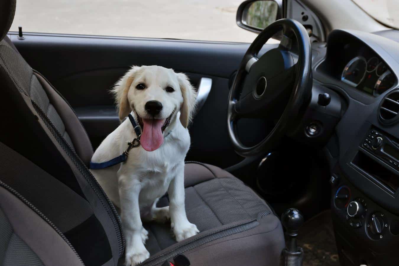 dog sitting in a car dogs cool dog thieves cold weather hot cars dog in the car hot days most dogs parked cars