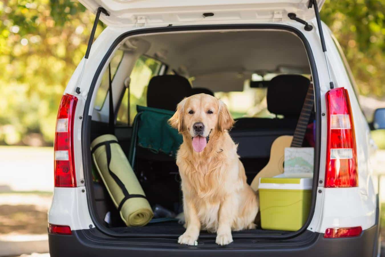 dog sitting in a car