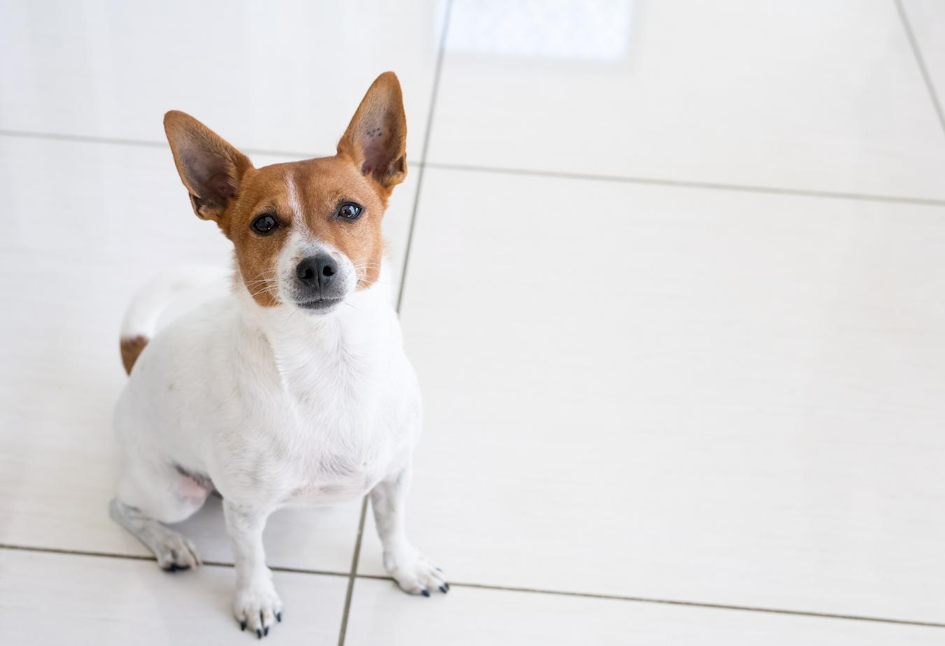 dog sitting on the floor vet walk owners dog's stare most dogs animal behaviorist dog's eyes dogs spend dog thinks intense stare dinner time showing signs favorite toy time staring watching tv facial expressions