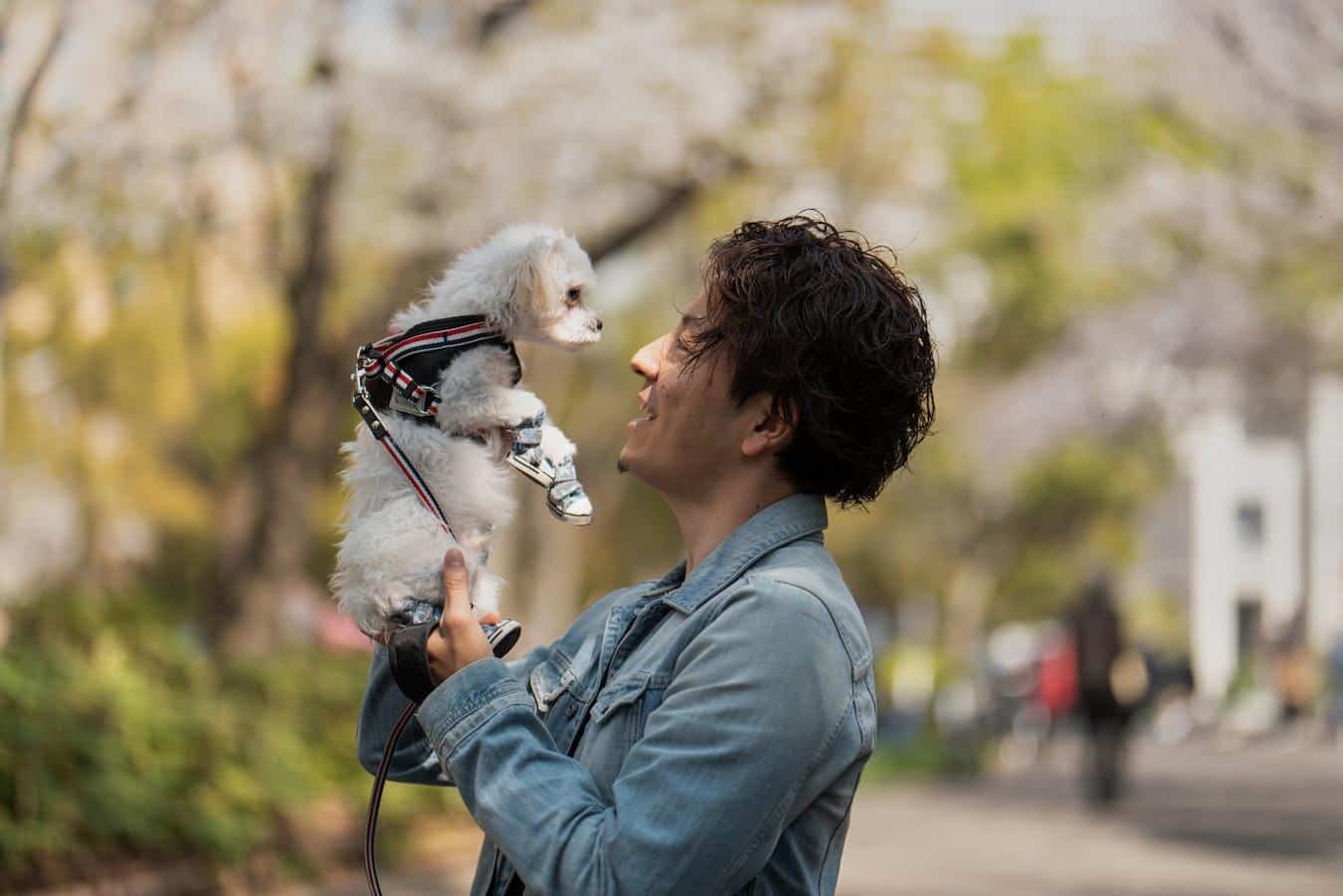 man holding his little dog outside wagging tail alternative behavior hard stare respond concerned putting moment sense notice other's eyes happen vet pup train eating wonder communicate tail bite treat feeling training