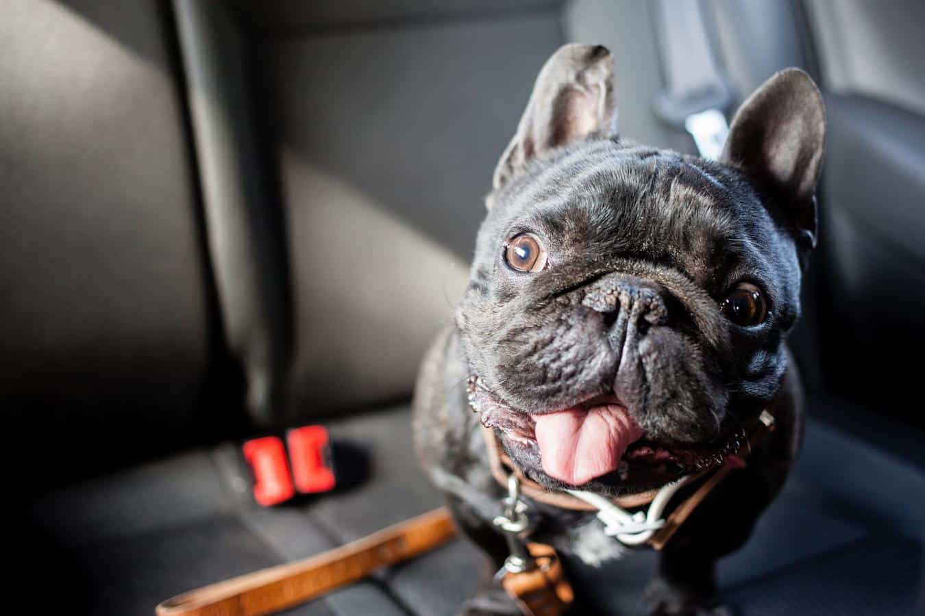 pug in a car rescue puppies many reasons sun death coat police course window