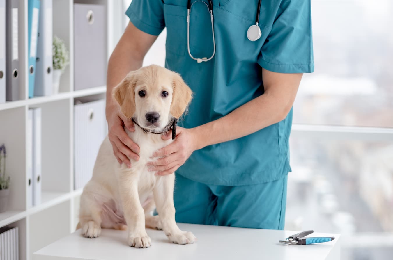 puppy at the vet rat poison blood in a dog's stool bacterial infections