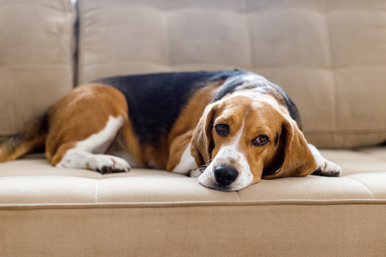 sad dog on the couch hemorrhagic gastroenteritis dog's digestive system dog's stomach stool sample dog shows blood loss chew toy life threatening