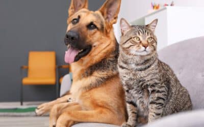 Why Do Dogs Eat Cat Poop? Canine Behavior Explained