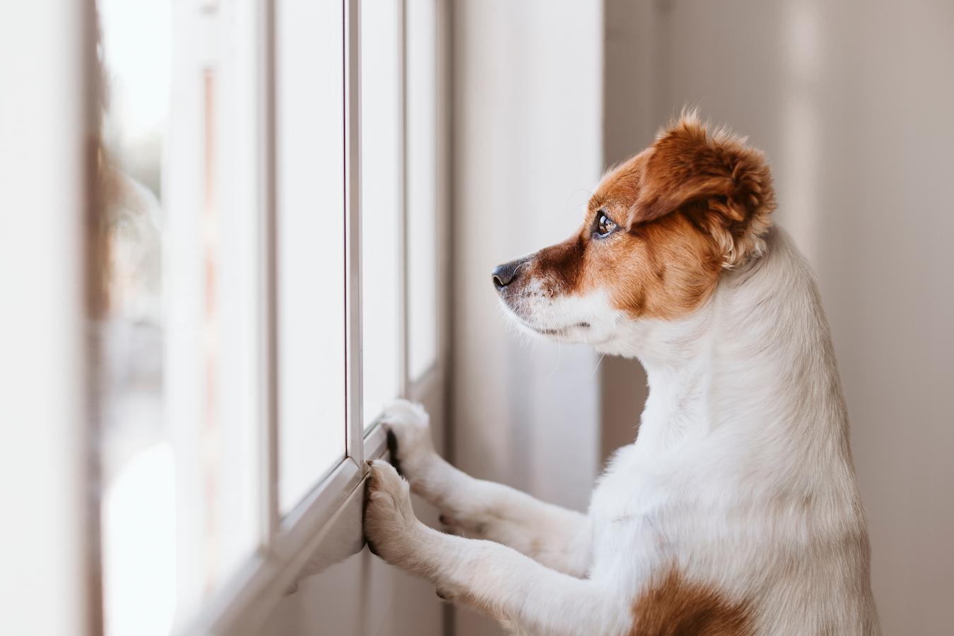 dog looking out the window pup's diarrhea underlying cause veterinary medicine young puppy painful blockage many dogs pet's symptoms dog with diarrhea other illnesses