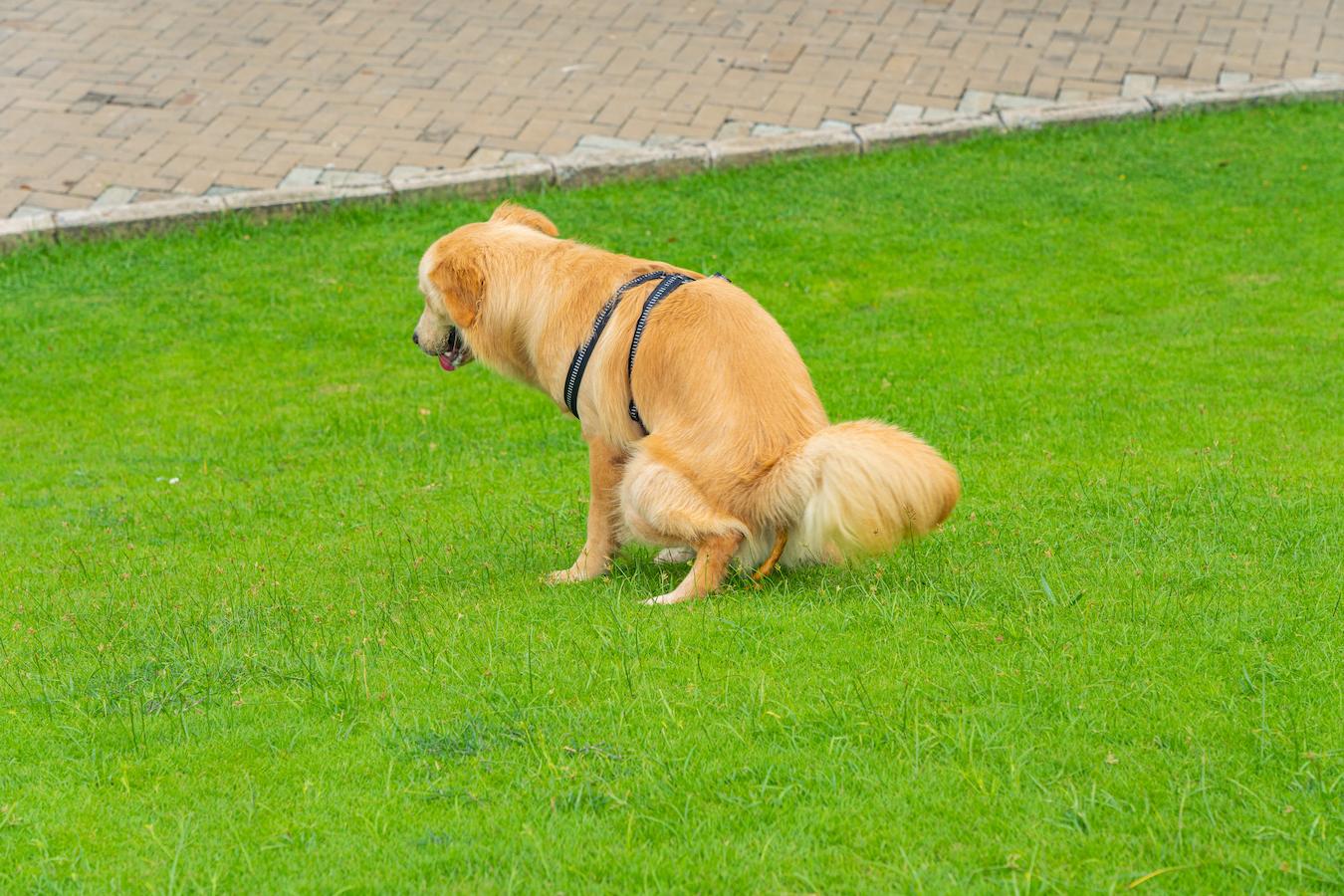 dog pooping on green grass loose stools dog's stomach dog's health pet owners healthy fats adult dog dog's stool dog poop dog's poop dog's poop