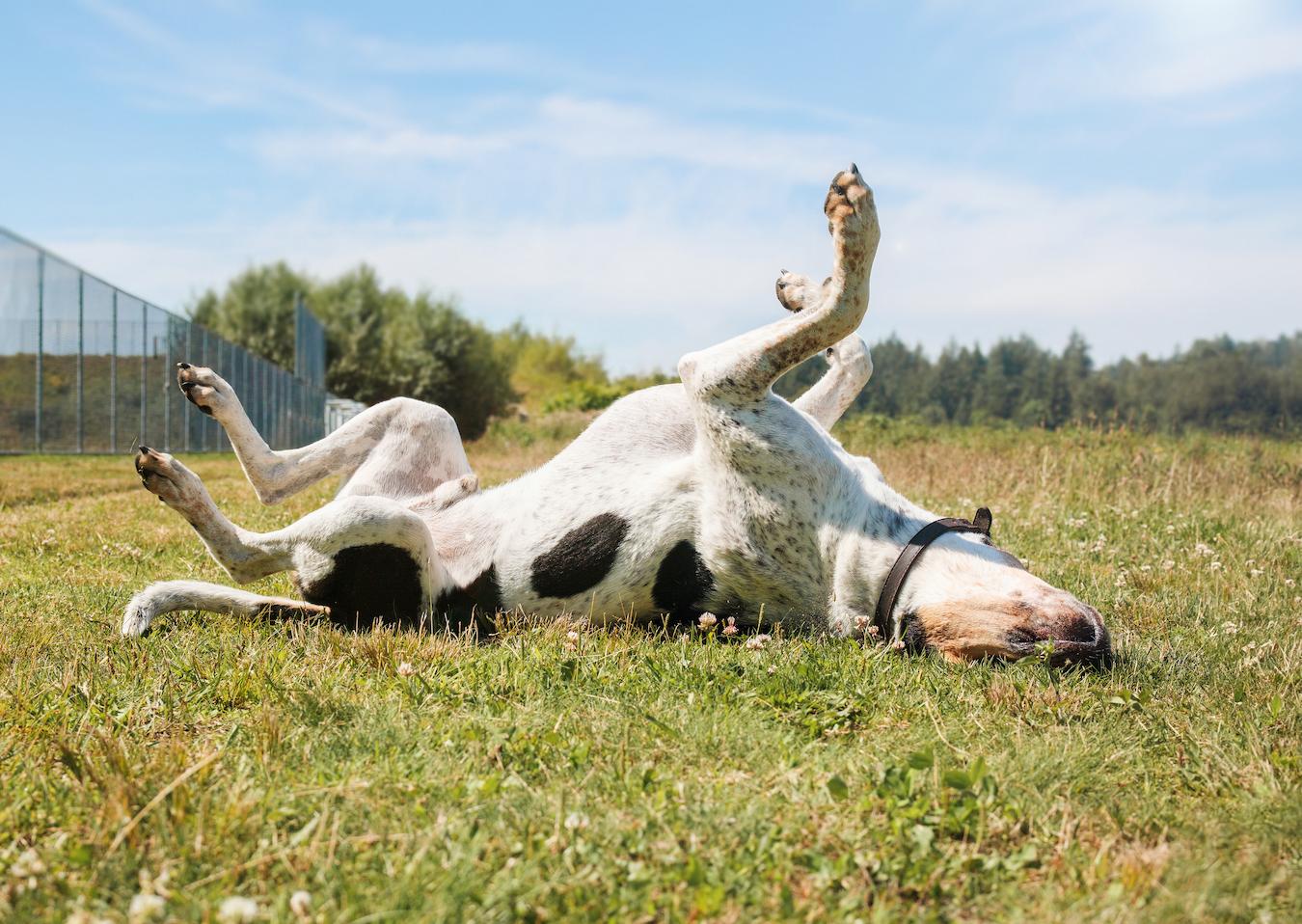 dog rolling on the ground many dogs wild animals canine friends dog's sense baking soda vet