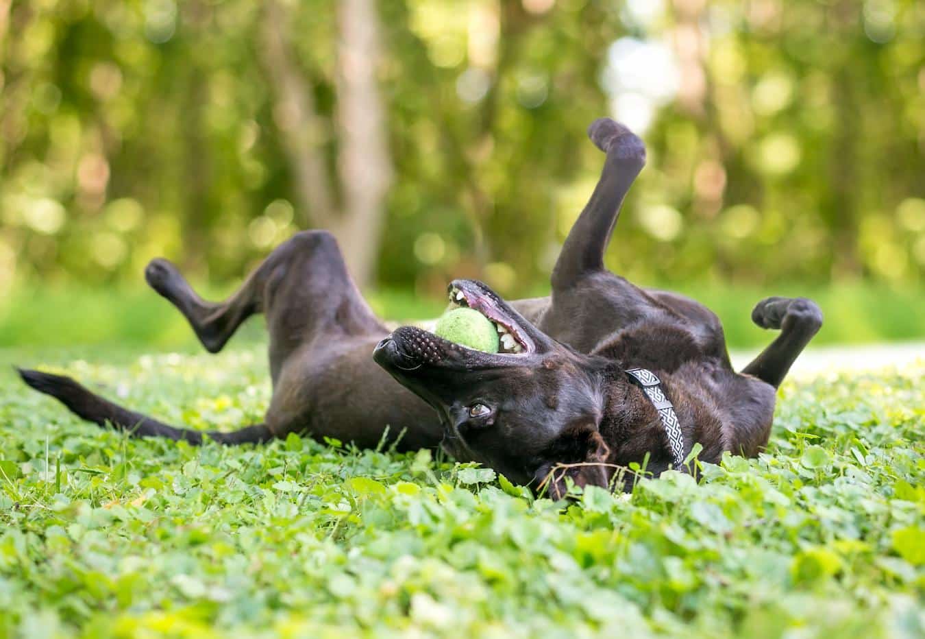 dog rolling on the ground other dogs own scent dead animals own smell dog roll