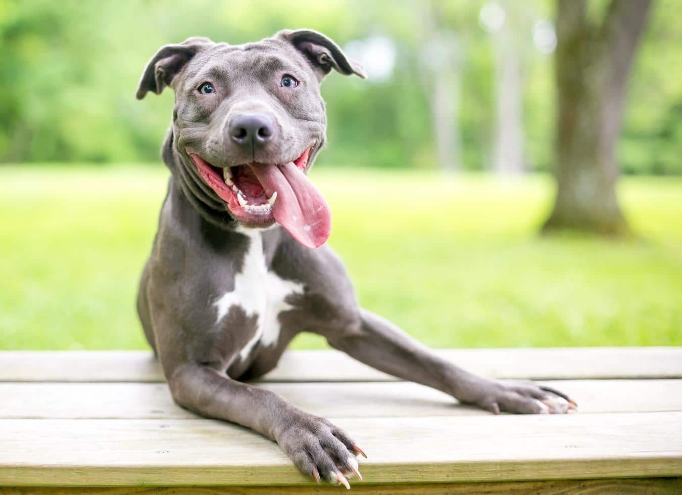 dog smiling happy pups bring comfort colleen paige humans rescued life lives life world victims post volunteering history line sheltie celebration drugs