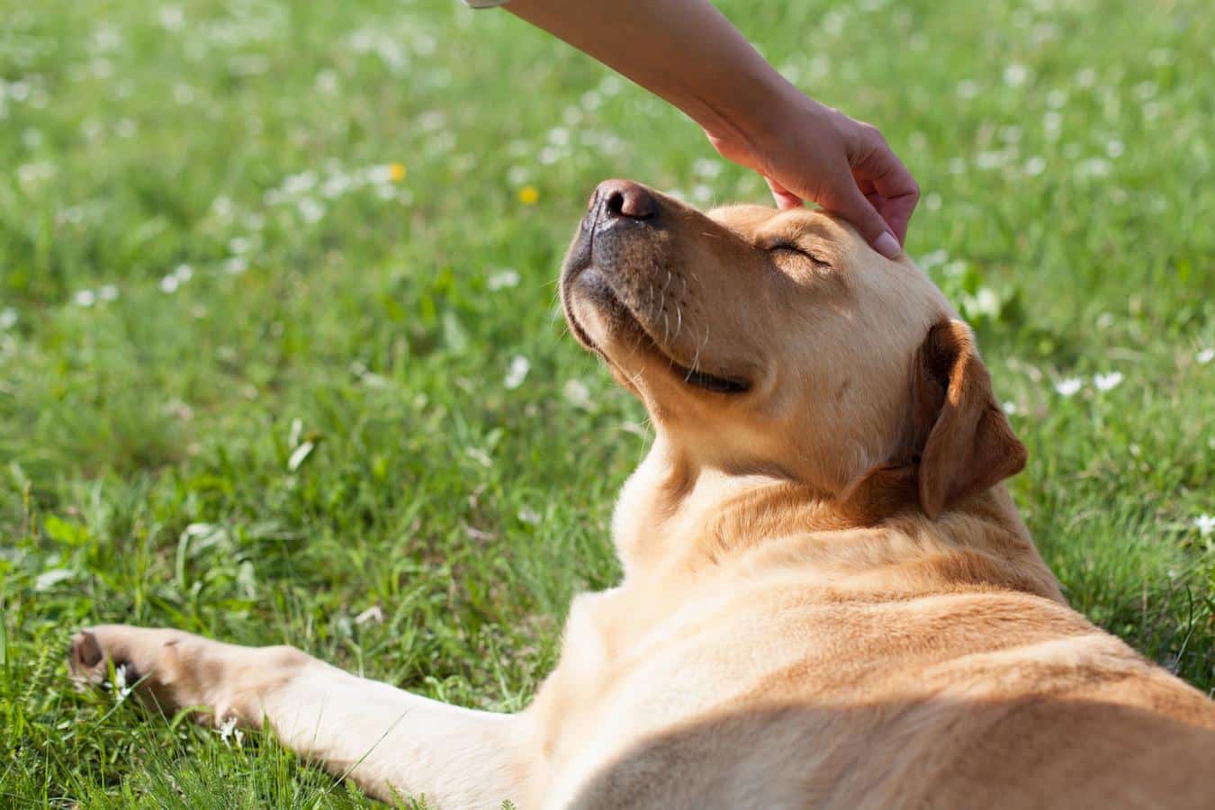 dog smiling in the grass breeds fun sense of humor ha ha new trick smiling laughter sense canine laughter dog laughing dog laughing