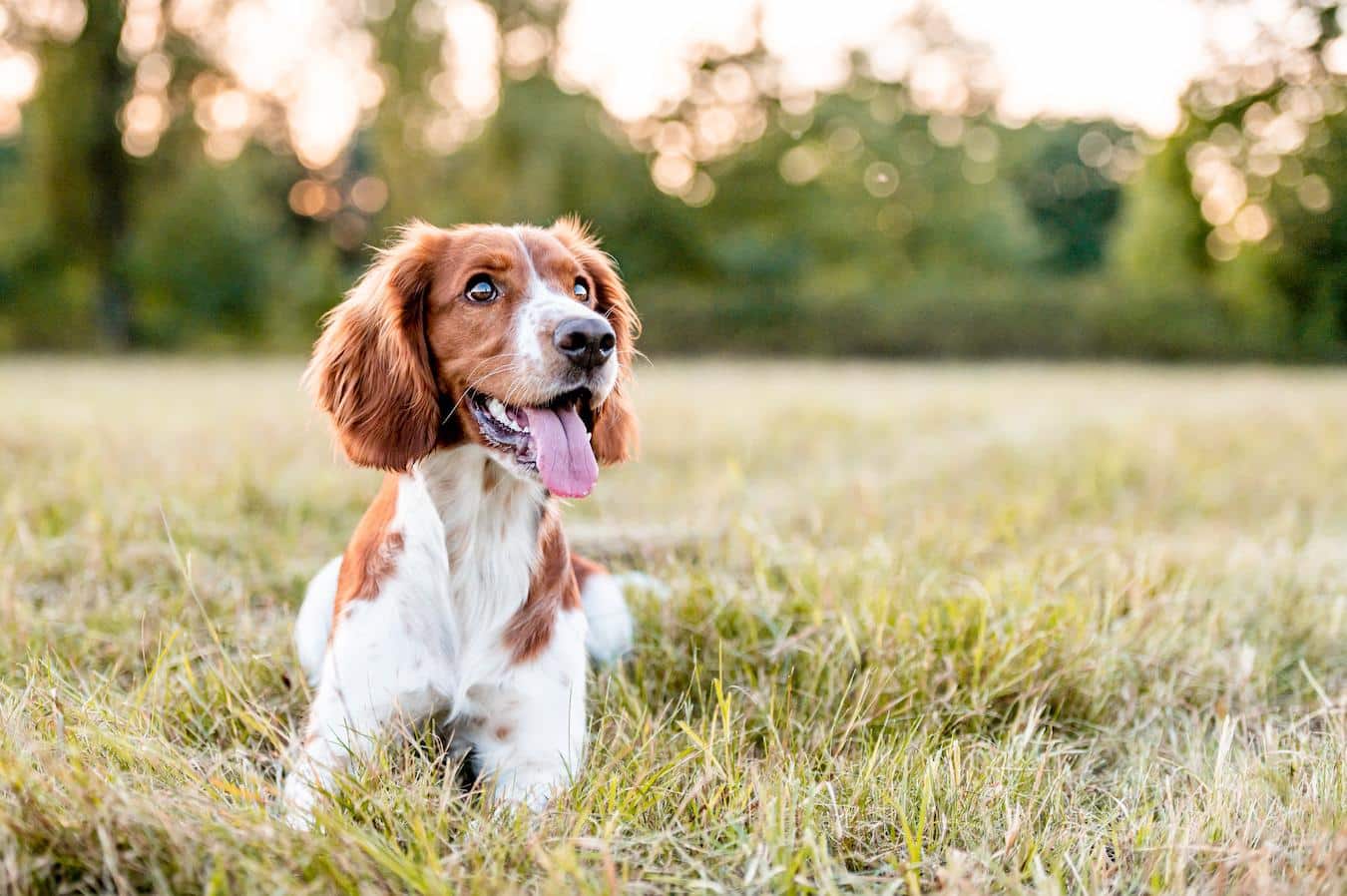 dog smiling play bows tail wagging vocal sound create canine laughter dog happy calm dogs make your dog laugh human laughter happy dog laughter same sound dog sit other dogs