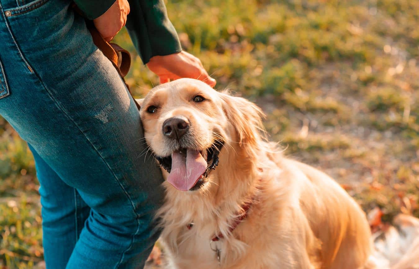 dog smiling with human behavior treat ear stronger impression understand humor charles darwin laughing new command playing own version tail's position typically accompanied teasing jumps