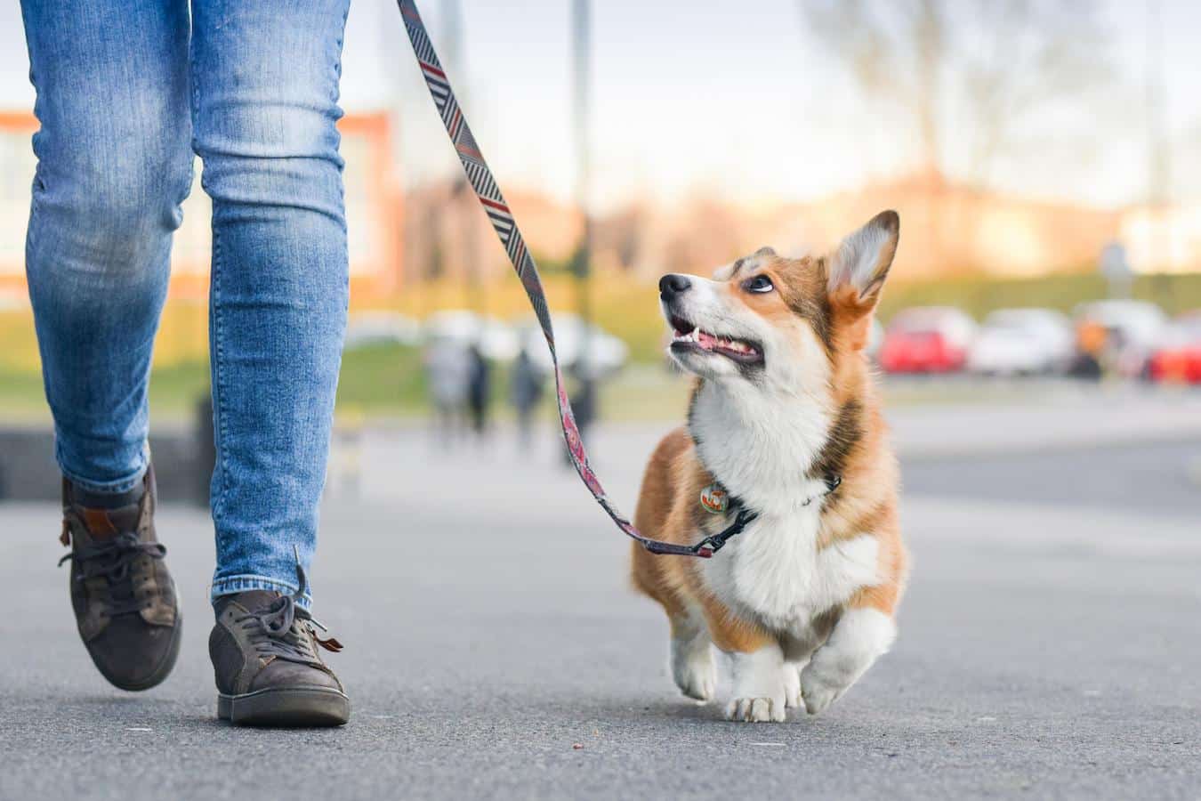 dog walking on a leash hunting other members dog likes dog finds dog starting house