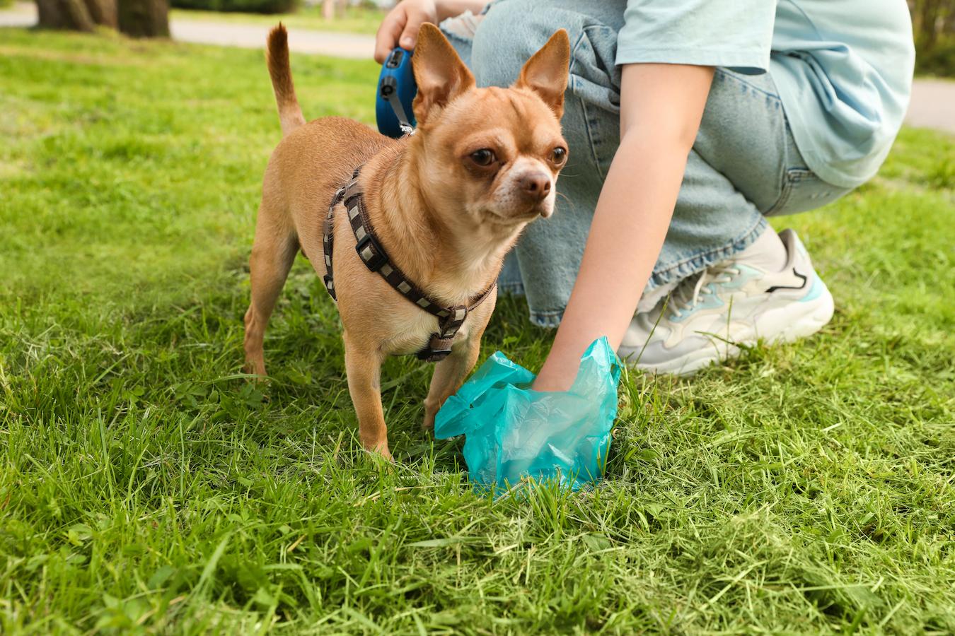 someone picking up dog poop healthy dog poop dog's stool fresh dog food adult dogs poop dog's food intolerance dog foods dog's body senior dogs