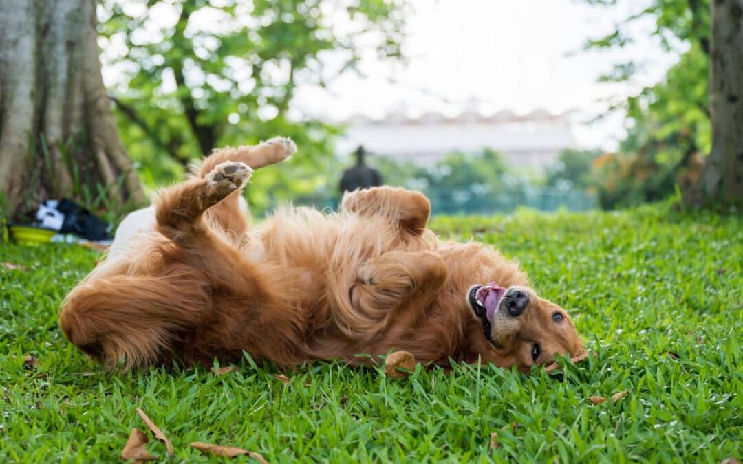 Why Do Dogs Roll In Poop (& Other Stinky Things)?